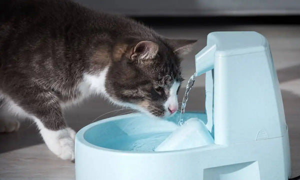 Why Cats Don’t Drink Enough Water