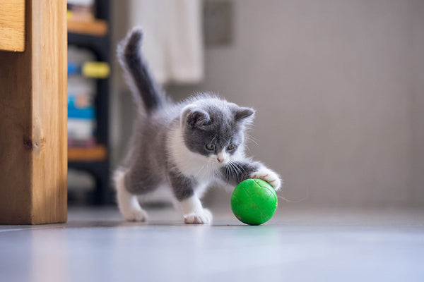 Indoor Cat Enrichment: Mental Stimulation That Prevents Anxiety