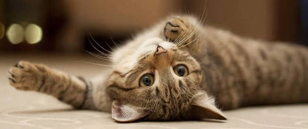 Managing Hairballs in Long-Haired Felines: Clinical Solutions