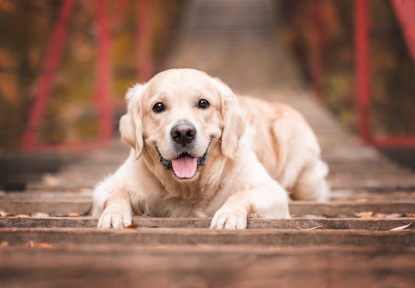 From Street to Sanctuary: Bruno’s Transformative Recovery Journey