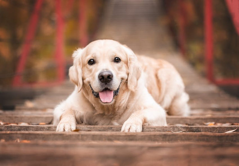 From Street to Sanctuary: Bruno’s Transformative Recovery Journey