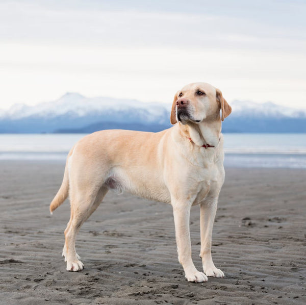 Why Is My Dog Itching? Allergies vs. Fleas vs. Dry Skin