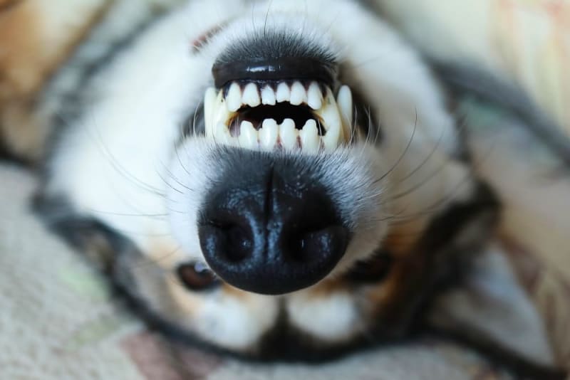 ental Hygiene in Dogs: Preventing Periodontal Disease at Home