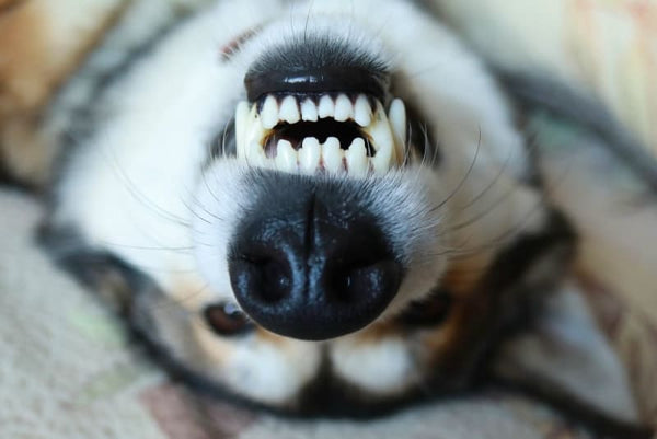 ental Hygiene in Dogs: Preventing Periodontal Disease at Home