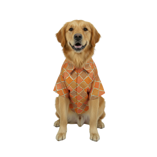 Furrfab Festive Wear Orange Color Dog Sherwani