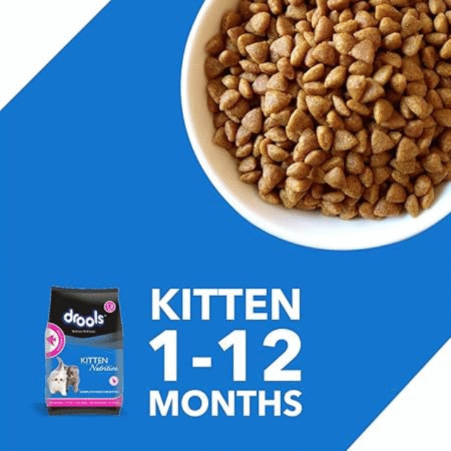 cat dry food kitten