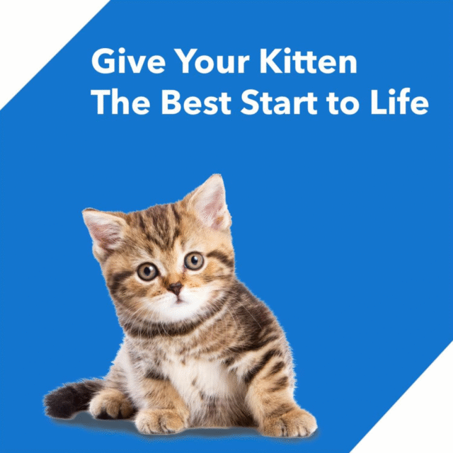 cat dry food kitten