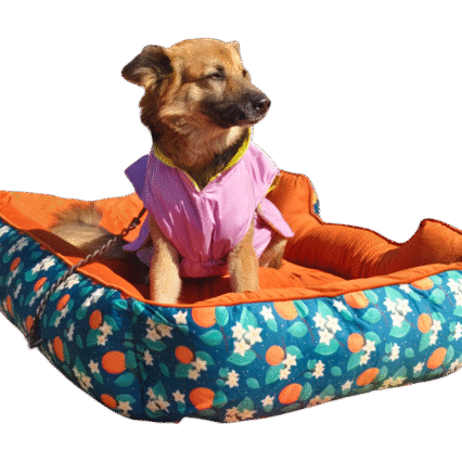 dog bed