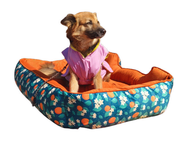 dog bed