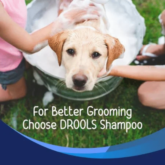 Drools Anti Dandruff and Itch Shampoo for Dogs- 200 ml - Image 4
