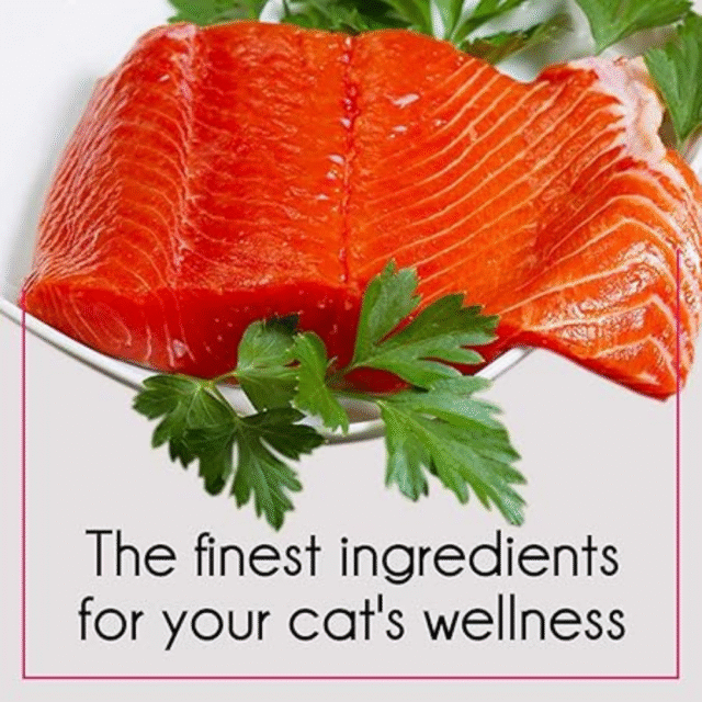 Purepet Adult Dry Cat Food Tuna & Salmon Flavour, 2.8 kg Pack - Image 4