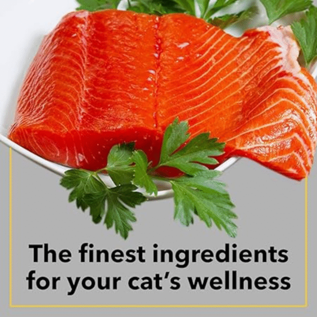 Purepet Adult Dry Cat Food, Sea Food Flavor - 1Kg - Image 4