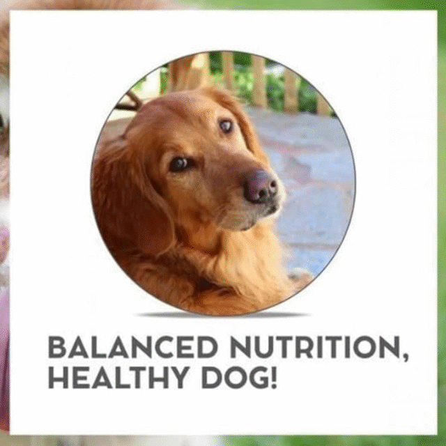 Vet Pro Renal Dog Food Supports Optimal Renal Health & Improves Kidney Function 8kg - Image 5