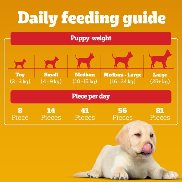 Pedigree Tasty Minis Puppy (4+ Months) Dog Treats, Chicken Flavour, 125 g - Image 6