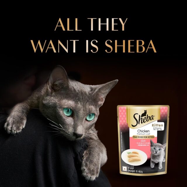 Sheba Rich Premium Kitten (2-12 Months) Fine Wet Cat Food, Chicken Loaf (70g x 24) - Image 7