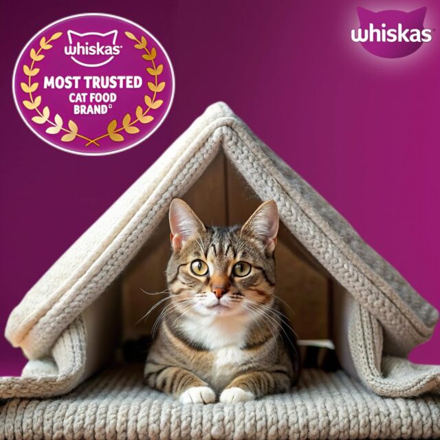 Whiskas Adult (1+ Years) Dry Cat Food, Mackerel Flavour for Adult Cats - Image 5