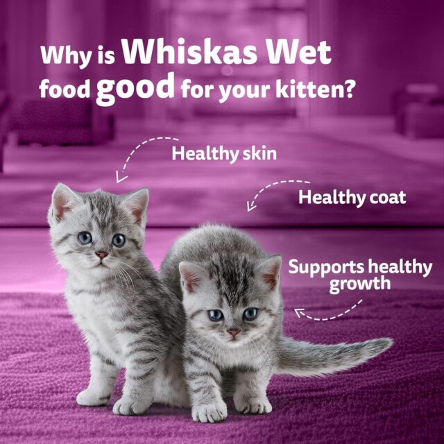 Whiskas Kitten Chicken with Salmon in Jelly, 80g - 1 Box (54 Piece) - Image 5