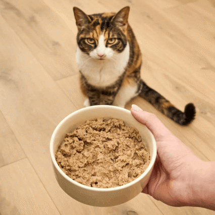 Cat Food