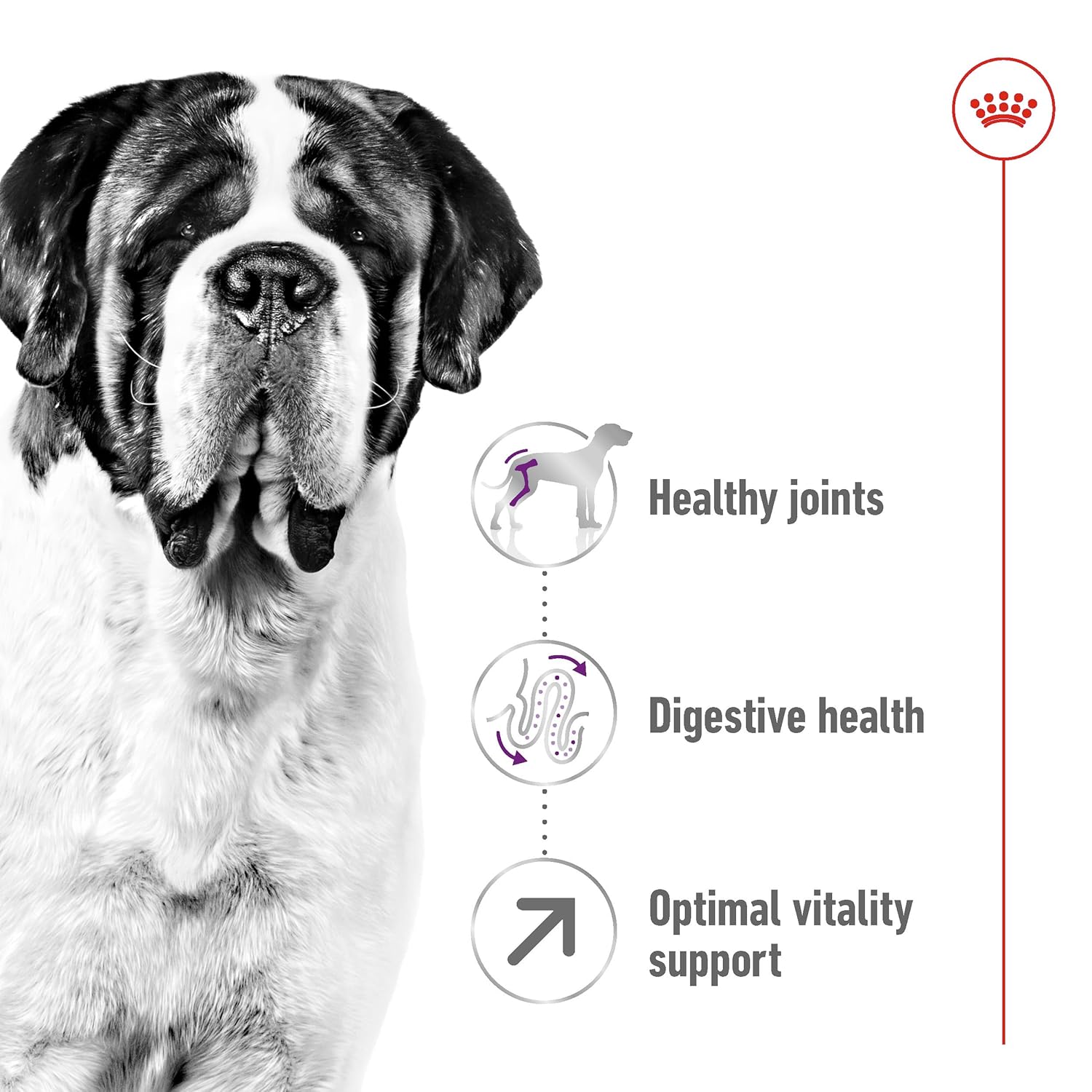 Royal Canin Giant Adult Dry Dog Food - Image 3