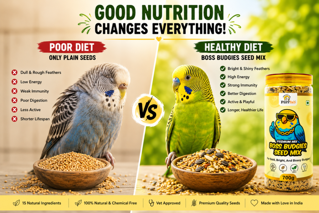 Furrfab Boss Budgies Seed Mix — Best Budgie Food in India